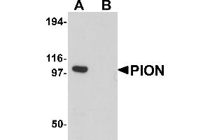 Western Blotting (WB) image for anti-Pigeon Homolog (PION) (C-Term) antibody (ABIN1030587) (GSAP Antikörper  (C-Term))