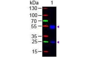 Western Blot of Goat anti-F(ab')2 Rat IgG (H&L) Antibody Fluorescein Conjugated Pre-Adsorbed Lane 1: Rat IgG Load: 50 ng per lane Secondary antibody: F(ab')2 Rat IgG (H&L) Antibody Fluorescein Conjugated Pre-Adsorbed at 1:1,000 for 60 min at RT Block: ABIN925618 for 30 min at RT Predicted/Observed size: 55 and 28 kDa, 55 and 28 kDa (Ziege anti-Ratte IgG (Heavy & Light Chain) Antikörper (FITC) - Preadsorbed)