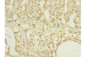 Immunohistochemistry of paraffin-embedded human adrenal gland tissue using ABIN7167395 at dilution of 1:100 (RAP1A Antikörper  (AA 1-181))