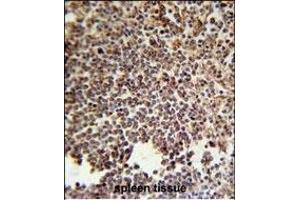 KIR2DS3 Antibody (C-term) (ABIN651950 and ABIN2840472) immunohistochemistry analysis in formalin fixed and paraffin embedded human spleen tissue followed by peroxidase conjugation of the secondary antibody and DAB staining.