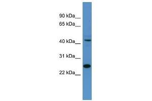 Tfdp1 antibody used at 0.