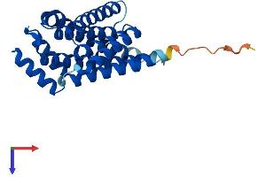 14-3-3 sigma/SFN Protein (AA 1-248) (His tag)