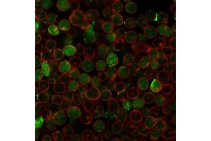 Immunofluorescence Analysis of PFA fixed MOLT-4 cells labeling Thymidylate Synthase Recombinant Mouse Monoclonal (rTYMS/1884) followed by Goat anti-mouse IgG-CF488 (Green).