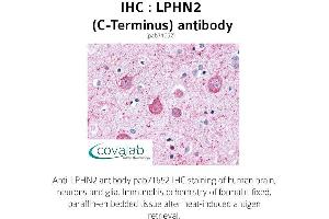 Image no. 1 for anti-Latrophilin 2 (LPHN2) (C-Term) antibody (ABIN1736537) (LPHN2 Antikörper  (C-Term))