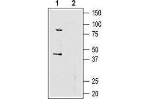 GPR55 antibody  (3rd Extracellular Loop)