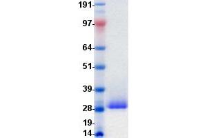 Western Blotting (WB) image for Hepatitis A Virus Cellular Receptor 2 (TIM 3) protein (DYKDDDDK-His Tag) (ABIN2733734)
