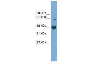 WB Suggested Anti-Tmem130 Antibody Titration:  0. (TMEM130 Antikörper  (C-Term))