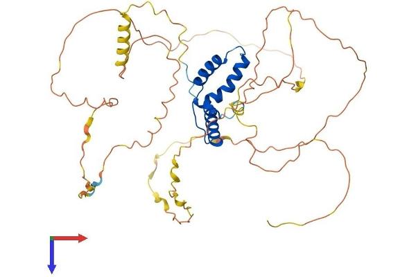 SOX3 Protein (AA 1-446) (His tag)