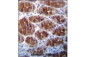 AREG Antibody immunohistochemistry analysis in formalin fixed and paraffin embedded human stomach tissue followed by peroxidase conjugation of the secondary antibody and DAB staining.