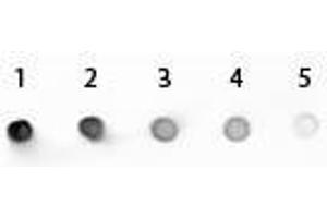 Dot Blot of Mouse IgG2a Antibody Alkaline Phosphatase Conjugated. (Kaninchen anti-Maus IgG2a (Heavy Chain) Antikörper (Alkaline Phosphatase (AP)) - Preadsorbed)