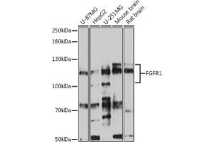 Western blot analysis of extracts of various cell lines, using FGFR1 antibody (ABIN6134360, ABIN6140610, ABIN6140612 and ABIN6213611) at 1:500 dilution. (FGFR1 Antikörper  (AA 300-400))