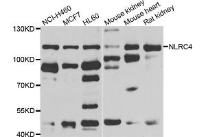 Western blot analysis of extracts of various cell lines, using NLRC4 antibody (ABIN5975127) at 1/1000 dilution. (NLRC4 Antikörper)