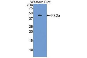 Western Blotting (WB) image for anti-Tryptase alpha/beta 1 (TPSAB1) (AA 151-275) antibody (ABIN1860849) (TPSAB1 Antikörper  (AA 151-275))