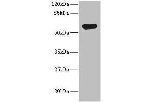 Western blot All lanes: CHRNA2 antibody at 2. (CHRNA2 Antikörper  (AA 27-264))