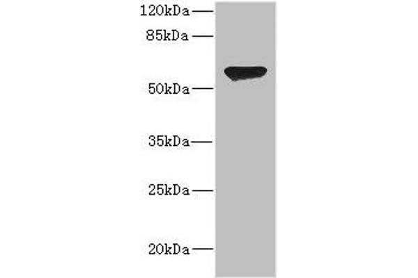 CHRNA2 antibody  (AA 27-264)