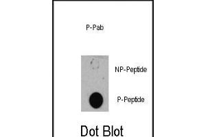 Dot blot analysis of anti-TSC1-p Phospho-specific Pab (R) on nitrocellulose membrane. (TSC1 Antikörper  (pSer505))