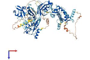 Calpain 3 Protein (CAPN3) (AA 1-821) (His tag)