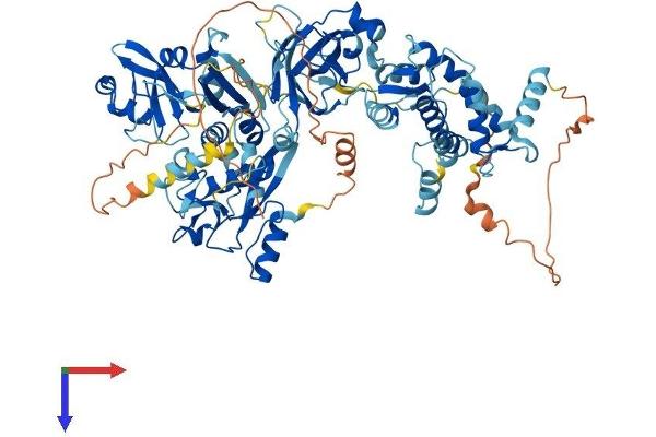 Calpain 3 Protein (CAPN3) (AA 1-821) (His tag)
