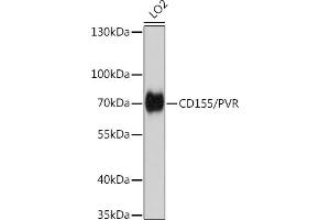 Western blot analysis of extracts of LO2 cells, using CD155/PVR antibody (ABIN6127569, ABIN6146508, ABIN6146510 and ABIN6221426) at 1:1000 dilution. (Poliovirus Receptor Antikörper  (AA 220-345))