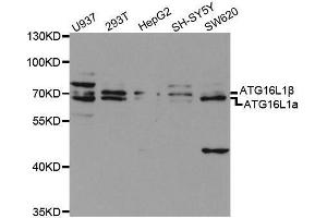 Western blot analysis of extracts of various cell lines, using ATG16L1 antibody. (ATG16L1 Antikörper  (AA 90-300))