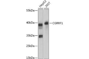 Western blot analysis of extracts of various cell lines, using CGRRF1 antibody (ABIN7266267) at 1:1000 dilution. (CGR19 Antikörper  (AA 40-170))