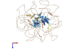 SSH2 Protein (AA 1-1423) (His tag)