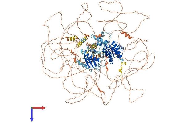 SSH2 Protein (AA 1-1423) (His tag)