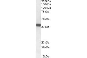 ABIN625827 (1 μg/mL) staining of Rat Skin lysate (35 μg protein in RIPA buffer).