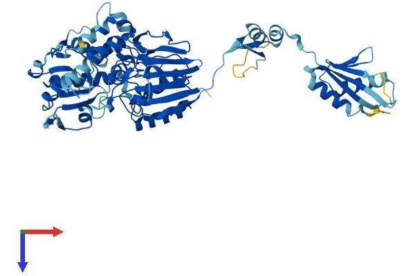 CPSF3L Protein (AA 1-600) (His tag)