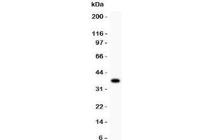 Western blot testing of FOXO1 antibody recombinant human protein (0. (FOXO1 Antikörper  (AA 456-655))