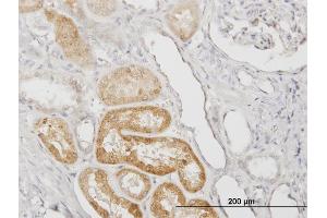 Immunoperoxidase of monoclonal antibody to SERPINA3 on formalin-fixed paraffin-embedded human kidney. (SERPINA3 Antikörper  (AA 25-423))