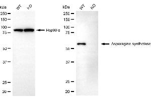 Western blotting analysis using asparagine synthetase antibody (ABIN7797662). (Rekombinanter Asparagine Synthetase Antikörper)