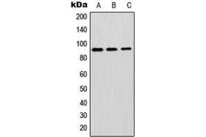 Western blot analysis of GPIPLD expression in A549 (A), mouse brain (B), H9C2 (C) whole cell lysates.