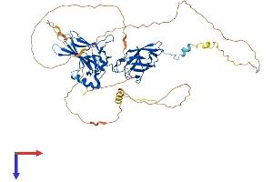 RELB Protein (AA 1-579) (His tag)