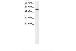 Image no. 1 for anti-Estrogen-Related Receptor gamma (ESRRG) (AA 190-239) antibody (ABIN202522)
