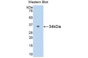 Western Blotting (WB) image for anti-Secreted Protein, Acidic, Cysteine-Rich (Osteonectin) (SPARC) (AA 18-301) antibody (ABIN1078417) (SPARC Antikörper  (AA 18-301))