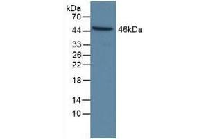 Detection of CASP9 in Human Hela Cells using Polyclonal Antibody to Caspase 9 (CASP9) (Caspase 9 Antikörper  (AA 331-416))