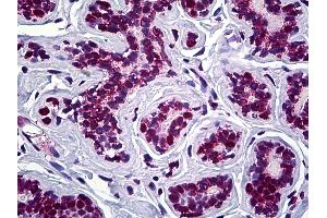 Anti-STAG2 antibody IHC of human breast. (STAG2 Antikörper  (AA 1130-1232))