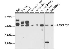 Western blot analysis of extracts of various cell lines, using D antibody (ABIN6129930, ABIN6137008, ABIN6137009 and ABIN6215339) at 1:3000 dilution. (APOBEC3D Antikörper  (AA 207-386))