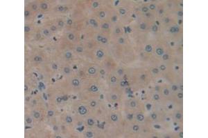 IHC-P analysis of Human Tissue, with DAB staining. (GLA Antikörper  (AA 147-371))
