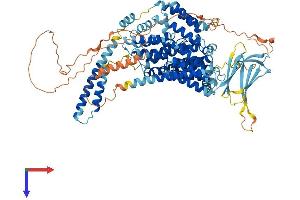 OCA2 Protein (AA 1-838) (His tag)