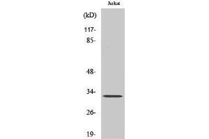 Western Blotting (WB) image for anti-Neuralized E3 Ubiquitin Protein Ligase 1B (NEURL1B) (Internal Region) antibody (ABIN3176281) (NEURL1B Antikörper  (Internal Region))