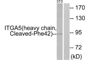Western blot analysis of extracts from 3T3 cells, treated with etoposide (25uM, 24hours), using ITGA5 (heavy chain, Cleaved-Phe42) antibody. (ITGA5 Antikörper  (Cleaved-Phe42, N-Term))