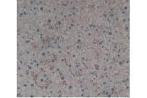 IHC-P analysis of Human Liver Tissue, with DAB staining. (MBP Antikörper  (AA 220-301))
