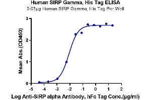 Immobilized Human SIRP Gamma, His Tag at 0. (SIRPG Protein (AA 29-360) (His-Avi Tag))