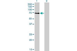 Western Blot analysis of PRKCZ expression in transfected 293T cell line by PRKCZ monoclonal antibody (M01), clone 2D1.