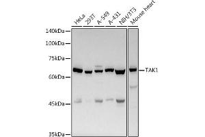 Western blot analysis of extracts of various cell lines, using T antibody (ABIN6130537, ABIN6143503, ABIN6143504 and ABIN6215581) at 1:500 dilution. (MAP3K7 Antikörper  (AA 300-470))