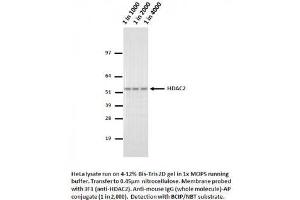 Image no. 1 for anti-Histone Deacetylase 2 (HDAC2) (AA 473-488) antibody (ABIN1042602) (HDAC2 Antikörper  (AA 473-488))