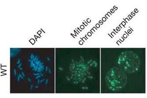 Immunofluorescence (IF) image for anti-5-Methylcytosine antibody (FITC) (ABIN2451914) (5-Methylcytosine Antikörper (FITC))