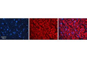 Rabbit Anti-HSP90AB1 Antibody  AV Formalin Fixed Paraffin Embedded Tissue: Human heart Tissue Observed Staining: Cytoplasmic Primary Antibody Concentration: 1:100 Other Working Concentrations: 1:600 Secondary Antibody: Donkey anti-Rabbit-Cy3 Secondary Antibody Concentration: 1:200 Magnification: 20X Exposure Time: 0. (HSP90AB1 Antikörper  (N-Term))